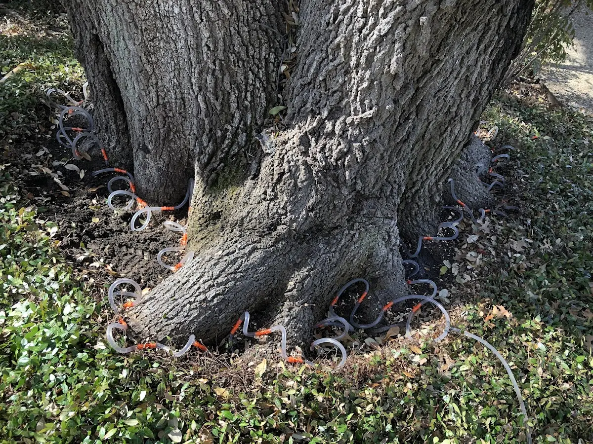Detailed Tree Cabling and Bracing job site in Round Pond