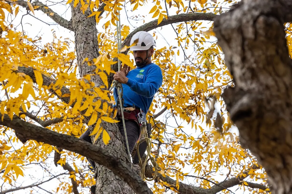 Skilled Tree Pruning crew working in Round Pond